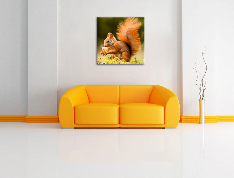 Eichhörnchen mit Nuss Leinwandbild Quadratisch über Sofa