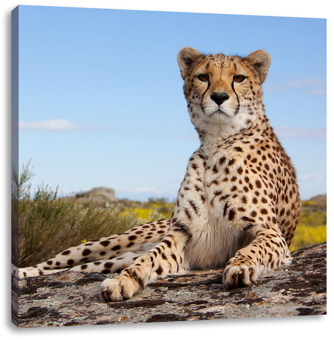 Gepard in Savanne Leinwandbild Quadratisch