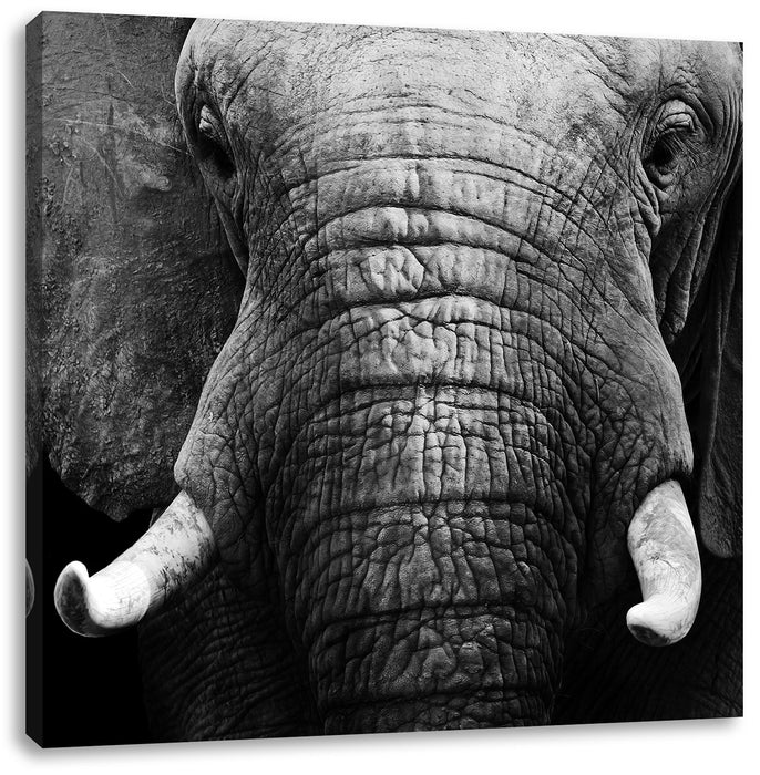 Elefant Porträ Leinwandbild Quadratisch