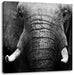 Elefant Porträ Leinwandbild Quadratisch