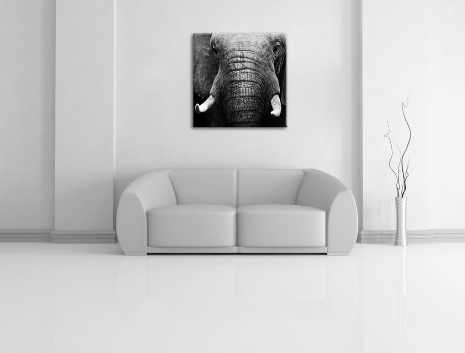 Elefant Porträ Leinwandbild Quadratisch über Sofa