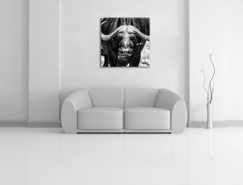 Wasserbüffel Leinwandbild Quadratisch über Sofa