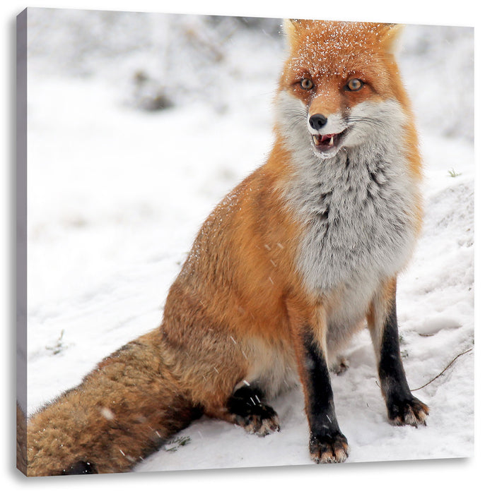Fuchs im Schnee Leinwandbild Quadratisch
