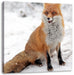 Fuchs im Schnee Leinwandbild Quadratisch