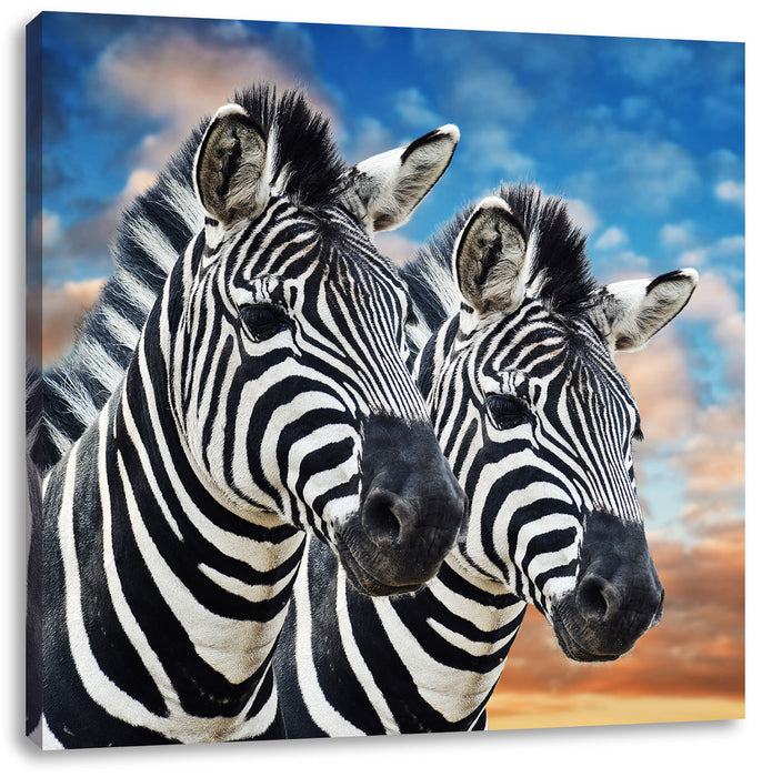 Zebra Pärchen Leinwandbild Quadratisch