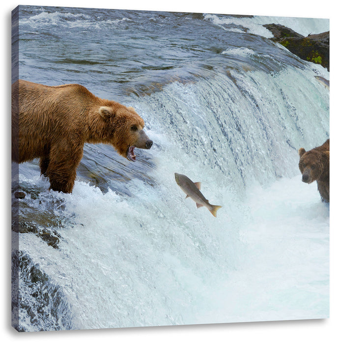 Bären fangen Lachs Leinwandbild Quadratisch