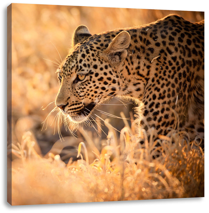 Jagender Leopard Leinwandbild Quadratisch