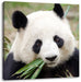 Pandabär frisst Bambus Leinwandbild Quadratisch