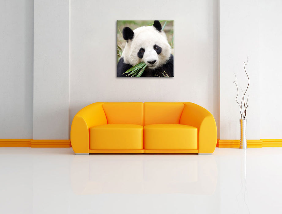 Pandabär frisst Bambus Leinwandbild Quadratisch über Sofa