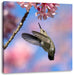 Kolibri an Kirschblüte Leinwandbild Quadratisch