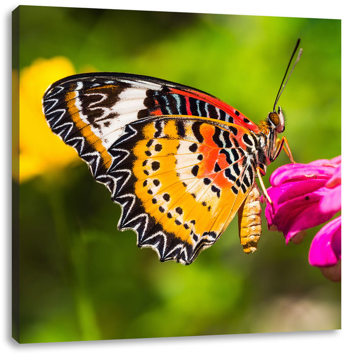 Schmetterling auf Blüte Leinwandbild Quadratisch