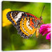 Schmetterling auf Blüte Leinwandbild Quadratisch
