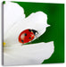 Marienkäfer auf Blüte Leinwandbild Quadratisch