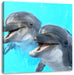 Delfinpaar Leinwandbild Quadratisch