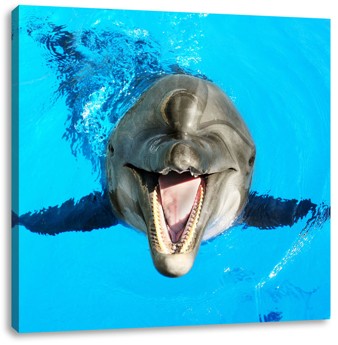 Delfin lacht Leinwandbild Quadratisch