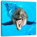 Delfin lacht Leinwandbild Quadratisch