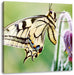 Schmetterling Schwalbenschwanz Leinwandbild Quadratisch
