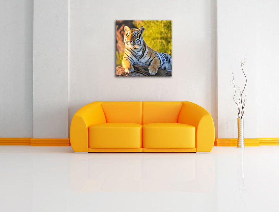 Stolzer Tiger Leinwandbild Quadratisch über Sofa