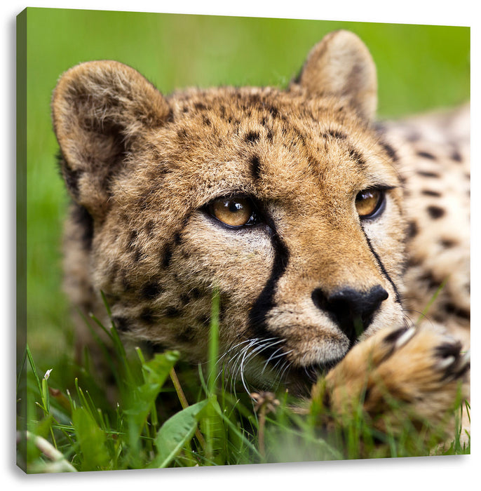 Gepard im Gras Leinwandbild Quadratisch