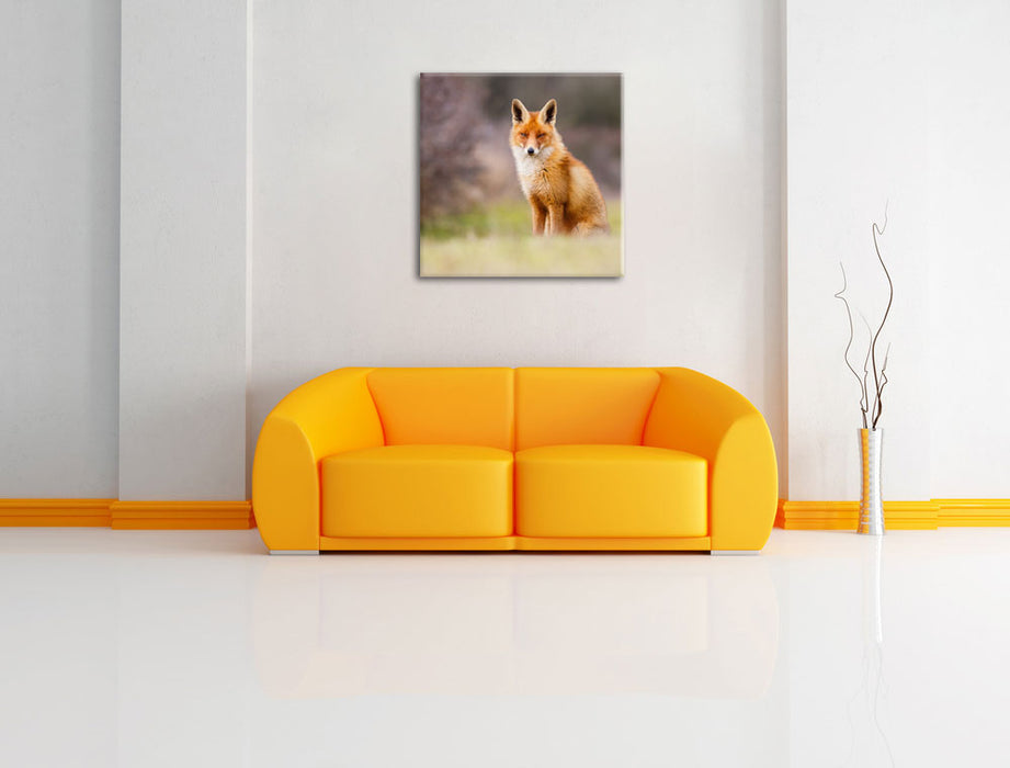 Listiger Fuchs Leinwandbild Quadratisch über Sofa