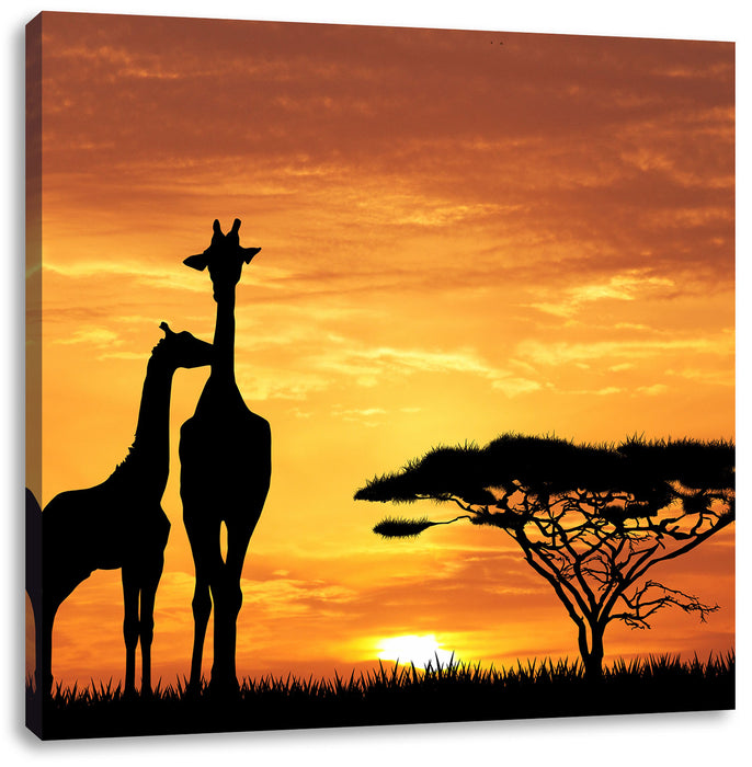Giraffen im Sonnenuntergang Leinwandbild Quadratisch