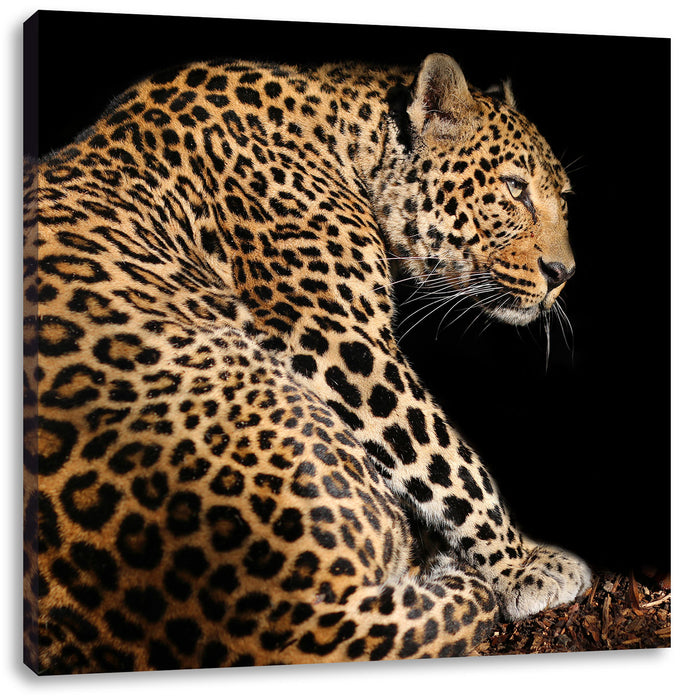 Anmutiger Leopard Leinwandbild Quadratisch