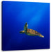 Alte Schildkröte im Meer Leinwandbild Quadratisch