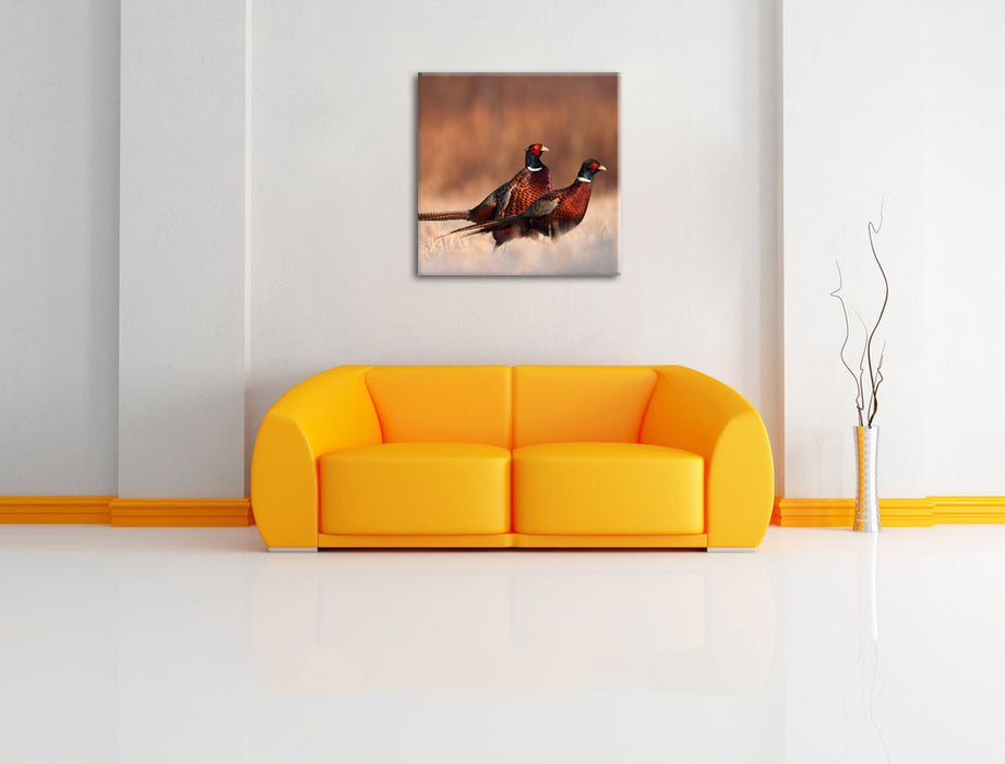 Stolzes Fasanenpärchen Leinwandbild Quadratisch über Sofa
