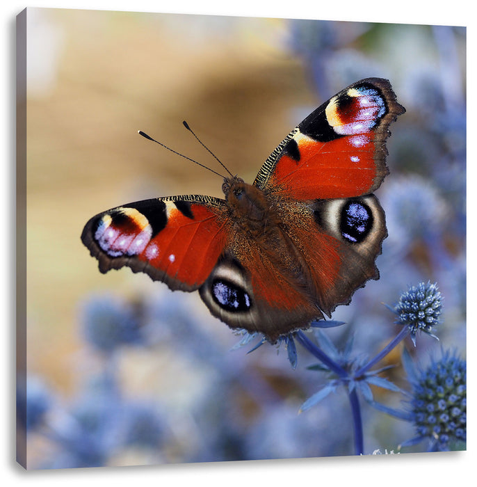 Schöner Schmetterling Pfauenauge Leinwandbild Quadratisch