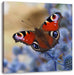 Schöner Schmetterling Pfauenauge Leinwandbild Quadratisch