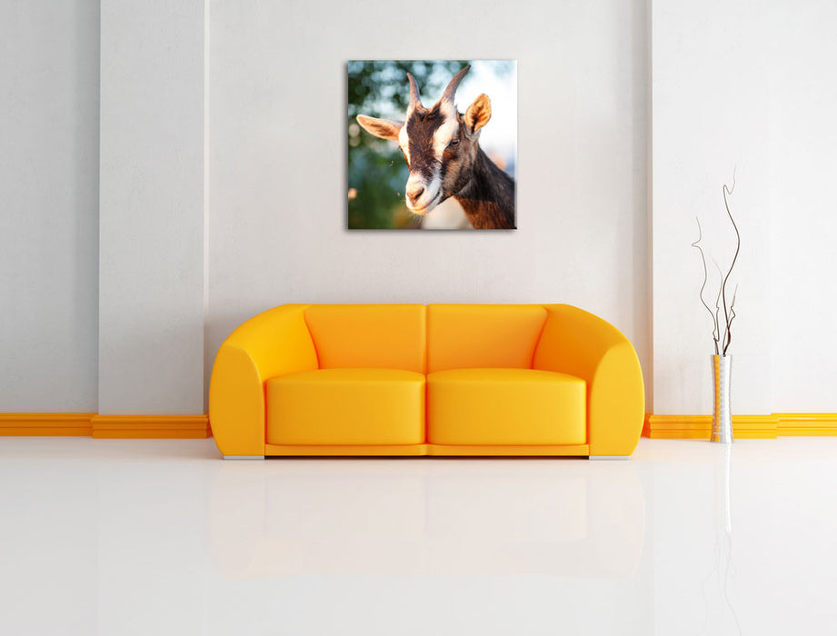 Niedliche Ziege Leinwandbild Quadratisch über Sofa