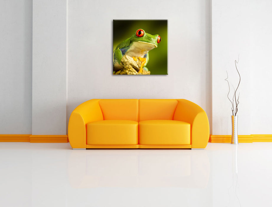 Grüner Rotaugen Frosch Leinwandbild Quadratisch über Sofa