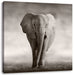 Einsamer Elefant Leinwandbild Quadratisch