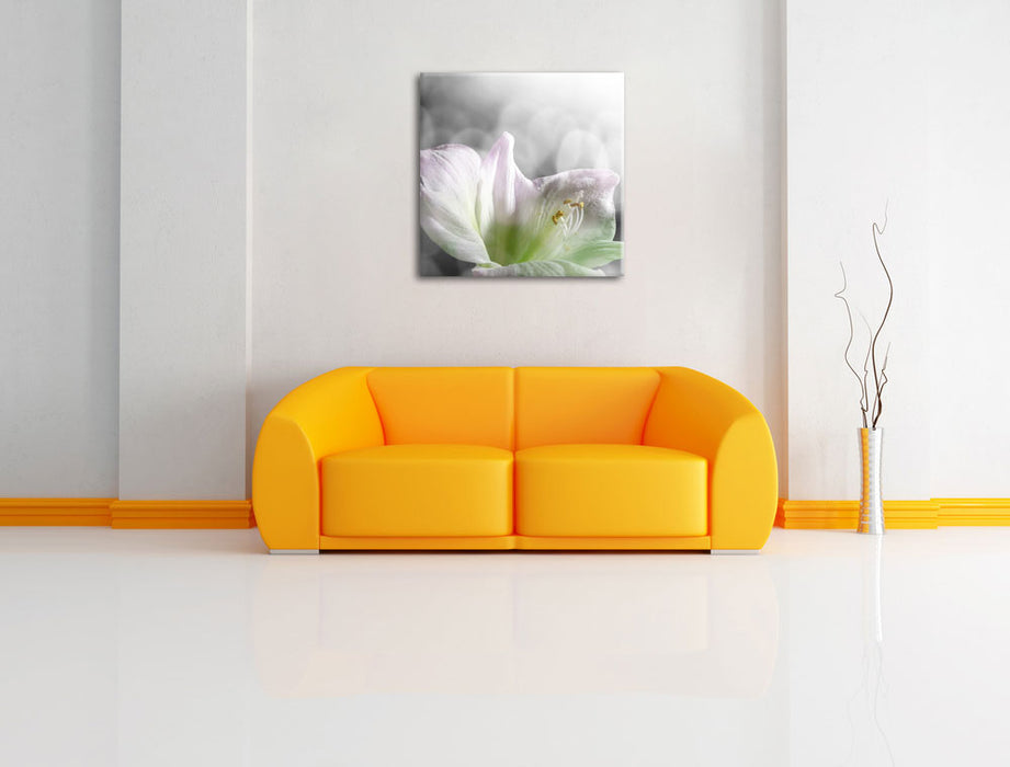 wunderschöne Lilie Leinwandbild Quadratisch über Sofa