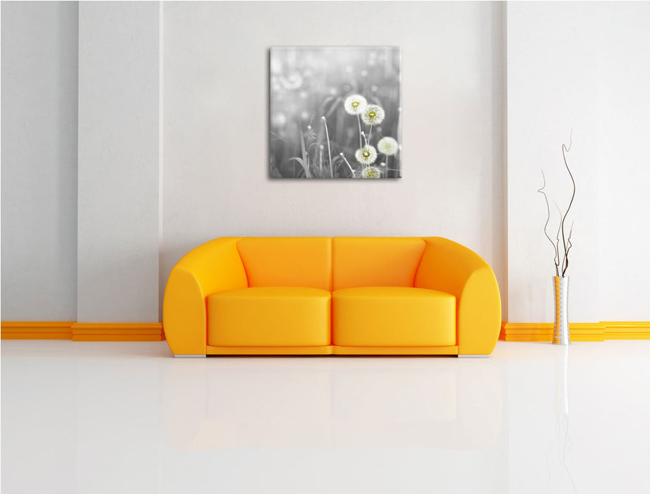 wunderschöne Pusteblumen Leinwandbild Quadratisch über Sofa