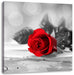 Rote Rose auf Holztisch Leinwandbild Quadratisch
