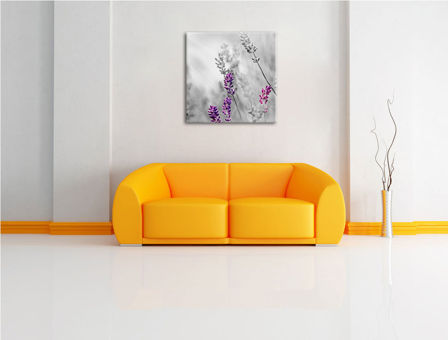 schöner Lavendel Leinwandbild Quadratisch über Sofa