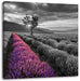Lavendelfeld mit Baum Leinwandbild Quadratisch