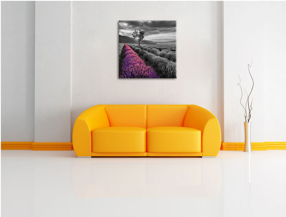 Lavendelfeld mit Baum Leinwandbild Quadratisch über Sofa