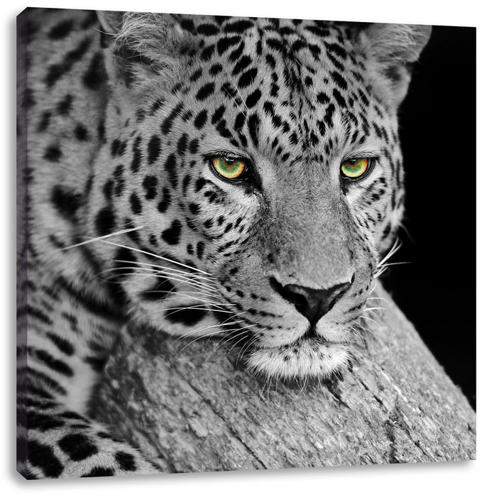 ruhender Leopard Leinwandbild Quadratisch