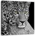 ruhender Leopard Leinwandbild Quadratisch