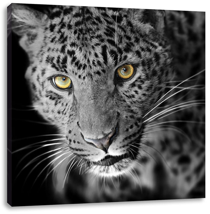 prächtig anmutiger Leopard Leinwandbild Quadratisch