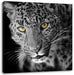 prächtig anmutiger Leopard Leinwandbild Quadratisch