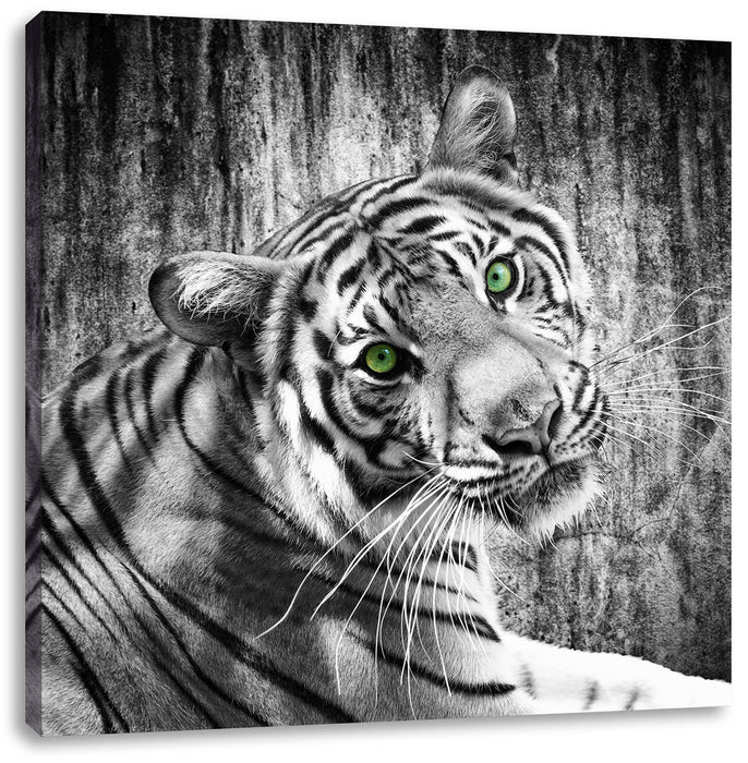 schöner neugieriger Tiger Leinwandbild Quadratisch
