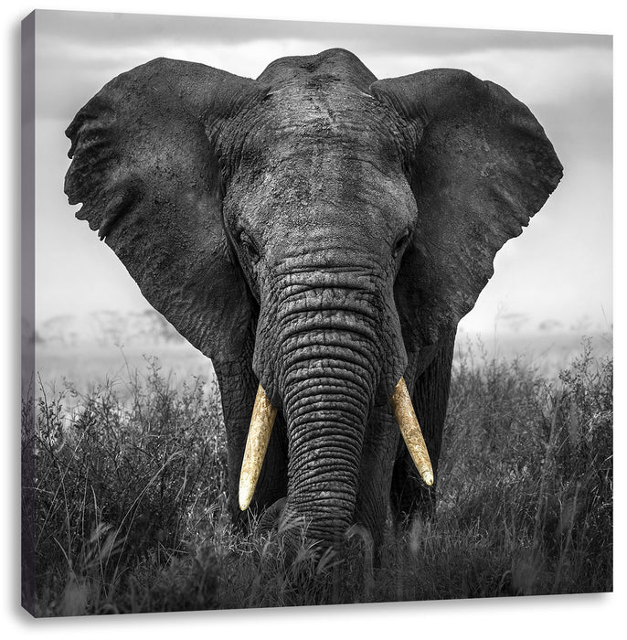prachtvoller Elefant Leinwandbild Quadratisch
