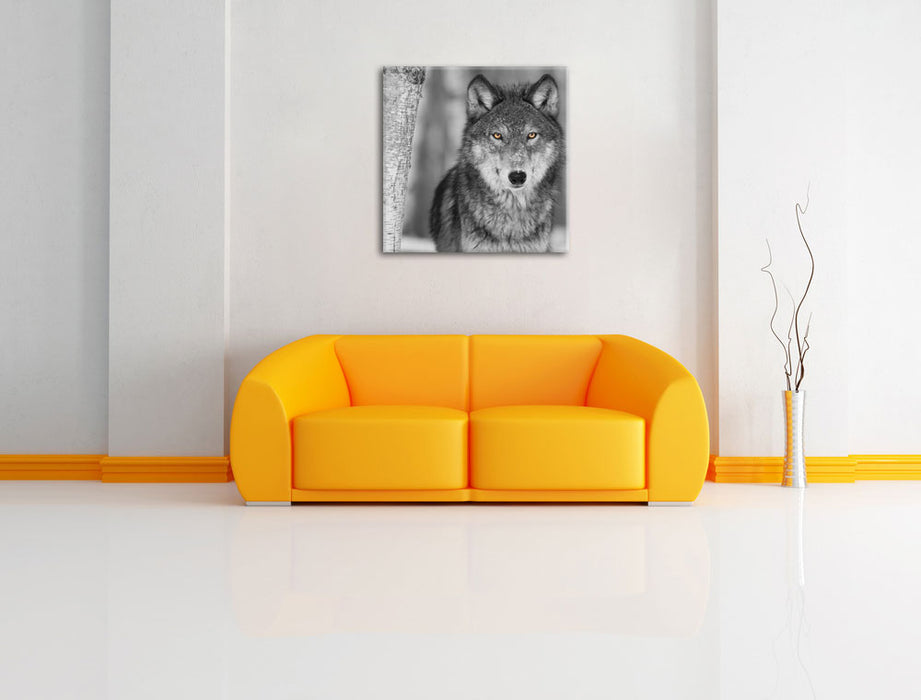 wunderschöner wachsamer Wolf Leinwandbild Quadratisch über Sofa