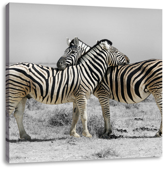 Zebras in der Savanne Leinwandbild Quadratisch