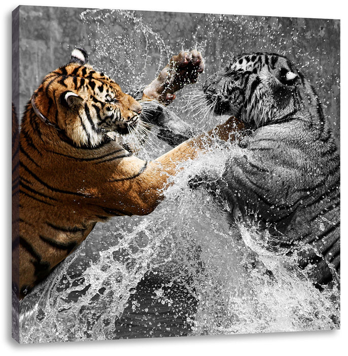 prachtvolle Tiger kämpfen Leinwandbild Quadratisch