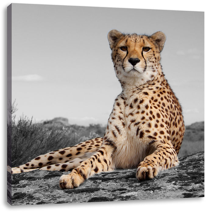 prächtiger Gepard in Savanne Leinwandbild Quadratisch