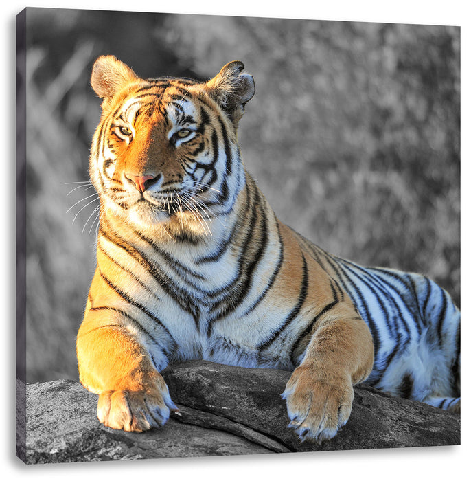 wunderschöner stolzer Tiger Leinwandbild Quadratisch